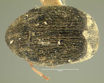 Media type: image;   Entomology 8193 Aspect: habitus dorsal view